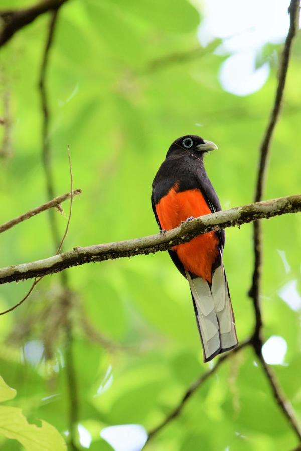 Esquinas Rainforest Lodge Golfito Eksteriør billede