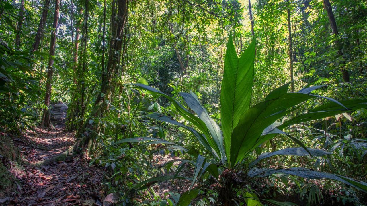 Esquinas Rainforest Lodge Golfito Eksteriør billede
